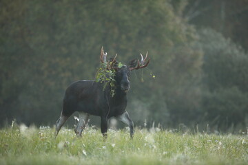 Łoś (Alces alces) moose © Bartosz Rakoczy