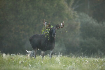 Łoś (Alces alces) moose