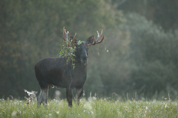 Łoś (Alces alces) moose © Bartosz Rakoczy