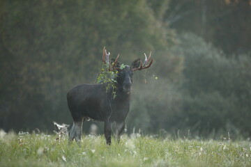 Łoś (Alces alces) moose © Bartosz Rakoczy
