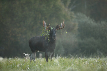 Łoś (Alces alces) moose