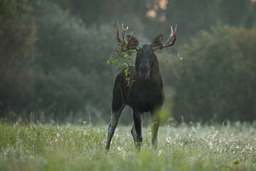 Łoś (Alces alces) moose © Bartosz Rakoczy