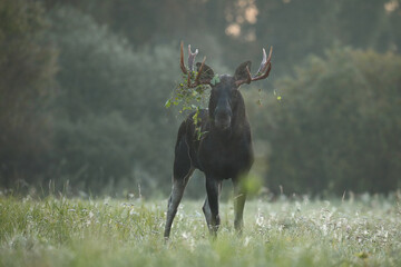 Łoś (Alces alces) moose