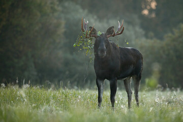 Łoś (Alces alces) moose © Bartosz Rakoczy
