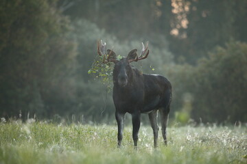 Łoś (Alces alces) moose