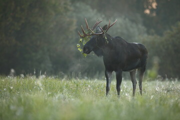 Łoś (Alces alces) moose © Bartosz Rakoczy