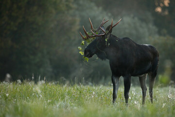 Łoś (Alces alces) moose © Bartosz Rakoczy