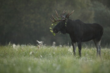 Łoś (Alces alces) moose