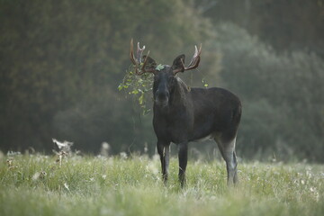 Łoś (Alces alces) moose © Bartosz Rakoczy