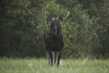 Łoś (Alces alces) moose © Bartosz Rakoczy
