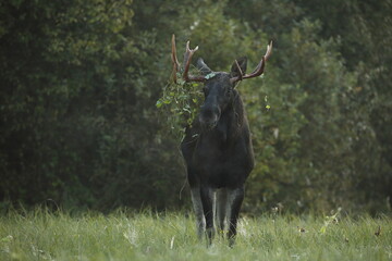 Łoś (Alces alces) moose © Bartosz Rakoczy