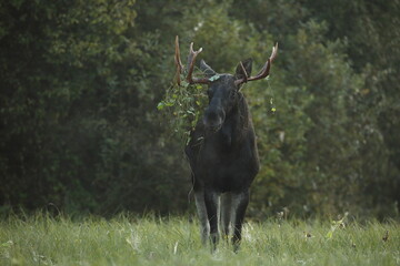 Łoś (Alces alces) moose