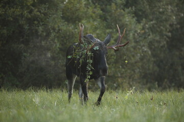 Łoś (Alces alces) moose © Bartosz Rakoczy