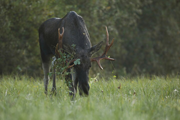 Łoś (Alces alces) moose © Bartosz Rakoczy