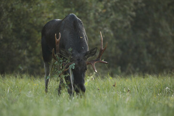 Łoś (Alces alces) moose © Bartosz Rakoczy