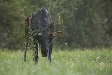 Łoś (Alces alces) moose © Bartosz Rakoczy