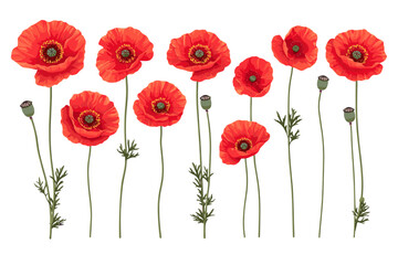 Obraz premium Row of red flowers with green stems