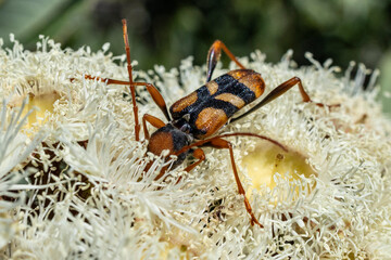 Australian Tiger Longicorn Beetle feeding on Dwarf Apple flowers