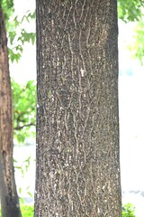 American tulip tree. Magnoliaceae deciduous tree. It blooms with tulip-like flowers in early summer...