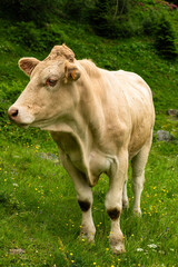 a cow in the mountains on an alpine meadow
