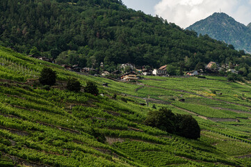 Wineyard in Swiss Alp mountains, Martigny-Combe, Martigny, Wallis, Valais Switzerland
