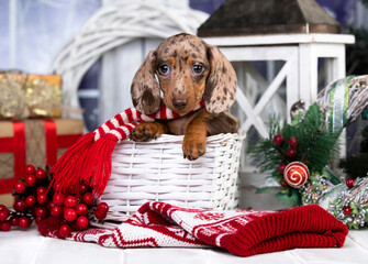  Dachshund puppy in scarf against Christmas decorations