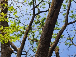 Low Angle of tree branches  and tree trunk. Tree molt in the dry season, beautifull tree branches against a blue sky.