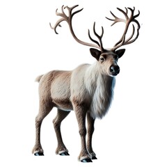 Fototapeta premium deer isolated on white