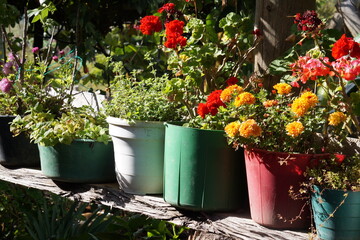 carnation and other plants and flowers in natural environment