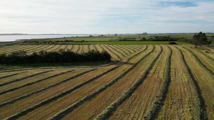 Aerial view of a vast agricultural landscape with rows of hay bales drying in the sun, overlooking a calm body of water