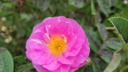 Naturaleza cubierta de rosa
