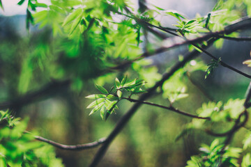 The green leaves in the forest