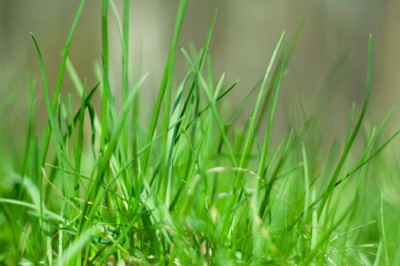 The green grass in the morning