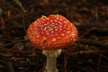 Red and white toadstool in a Californian Redwood forest, New Zealand