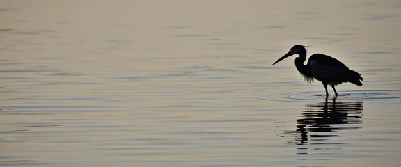 Heron silhouette standing in calm water at sunset