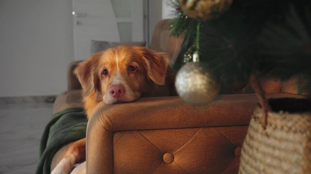 A Nova Scotia Duck Tolling Retriever rests near a Christmas tree adorned with golden ornaments. The cozy and festive scene captures the spirit of the holiday season.