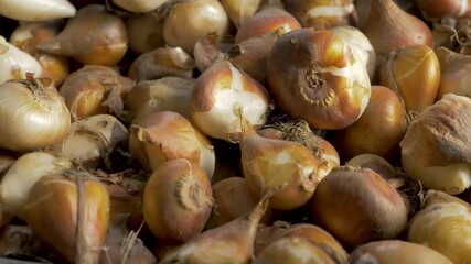 Fresh tulip bulbs harvested from rich soil. Roots and stems remain attached, showing signs of field drying. Earthy texture suggests they were recently pulled from ground, ready for storage