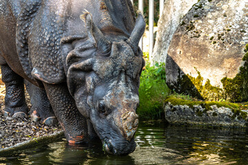 The Indian Rhinoceros, Rhinoceros unicornis aka Greater One-horned Rhinoceros