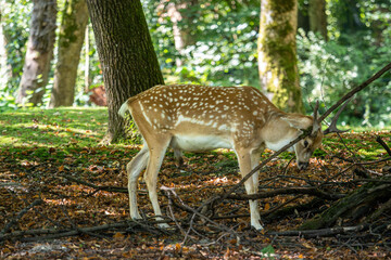 The fallow deer, Dama mesopotamica is a ruminant mammal