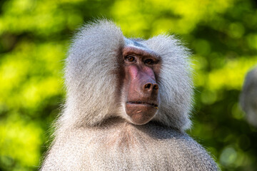 The hamadryas baboon, Papio hamadryas is a species of baboon