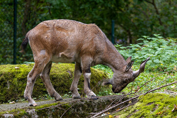 Turkmenian markhor, Capra falconeri heptneri living on the rocks