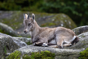 Young baby mountain ibex or capra ibex on a rock