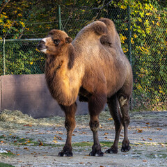Bactrian camel, Camelus bactrianus in a german park