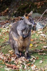 Swamp Wallaby, Wallabia bicolor, is one of the smaller kangaroos