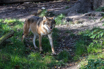 European Grey Wolf, Canis lupus in a german park