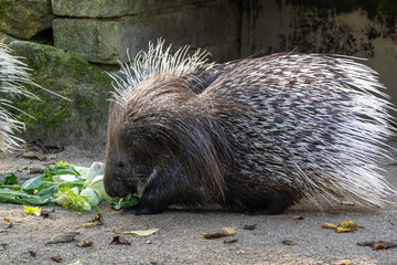 Indian crested Porcupine, Hystrix indica in a german nature park