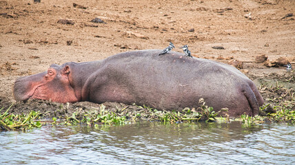 Hippopotamus and pied kingfishers at riverbank