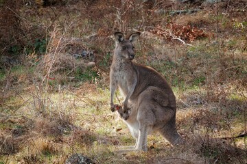 Kangaroo with Joey in Australian Field