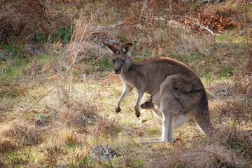 Kangaroo with Joey in Grassy Field