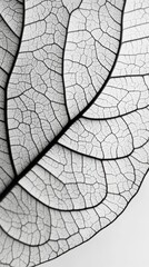 Obraz premium Delicate veins weave across the surface of an exotic leaf, revealing nature's intricate patterns and textures. The interplay of light enhances the stunning details and design found in flora